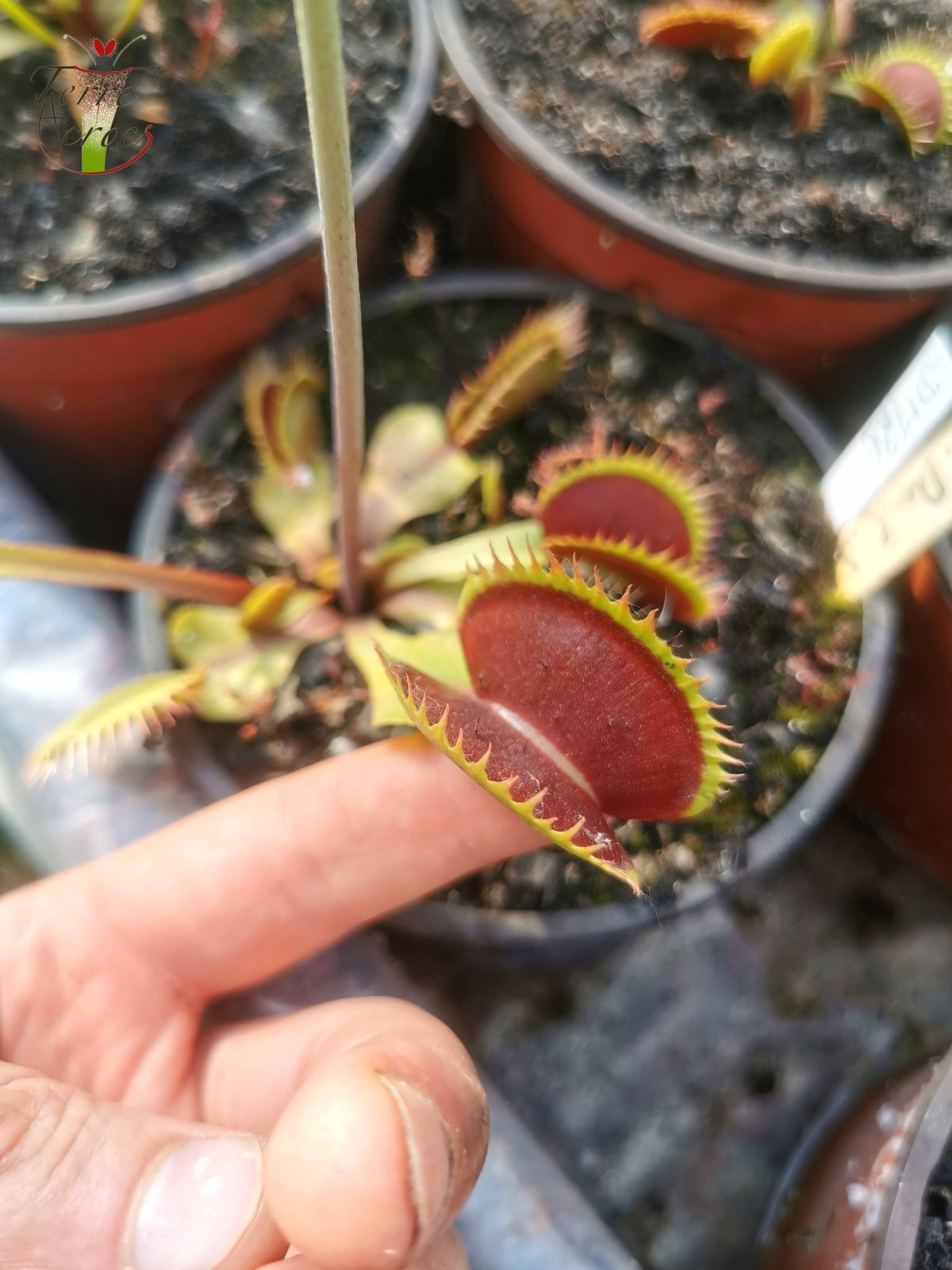 DM26 Dionaea muscipula – „Zahnstress“