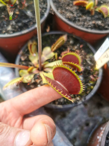 DM26 Dionaea muscipula – „Zahnstress“