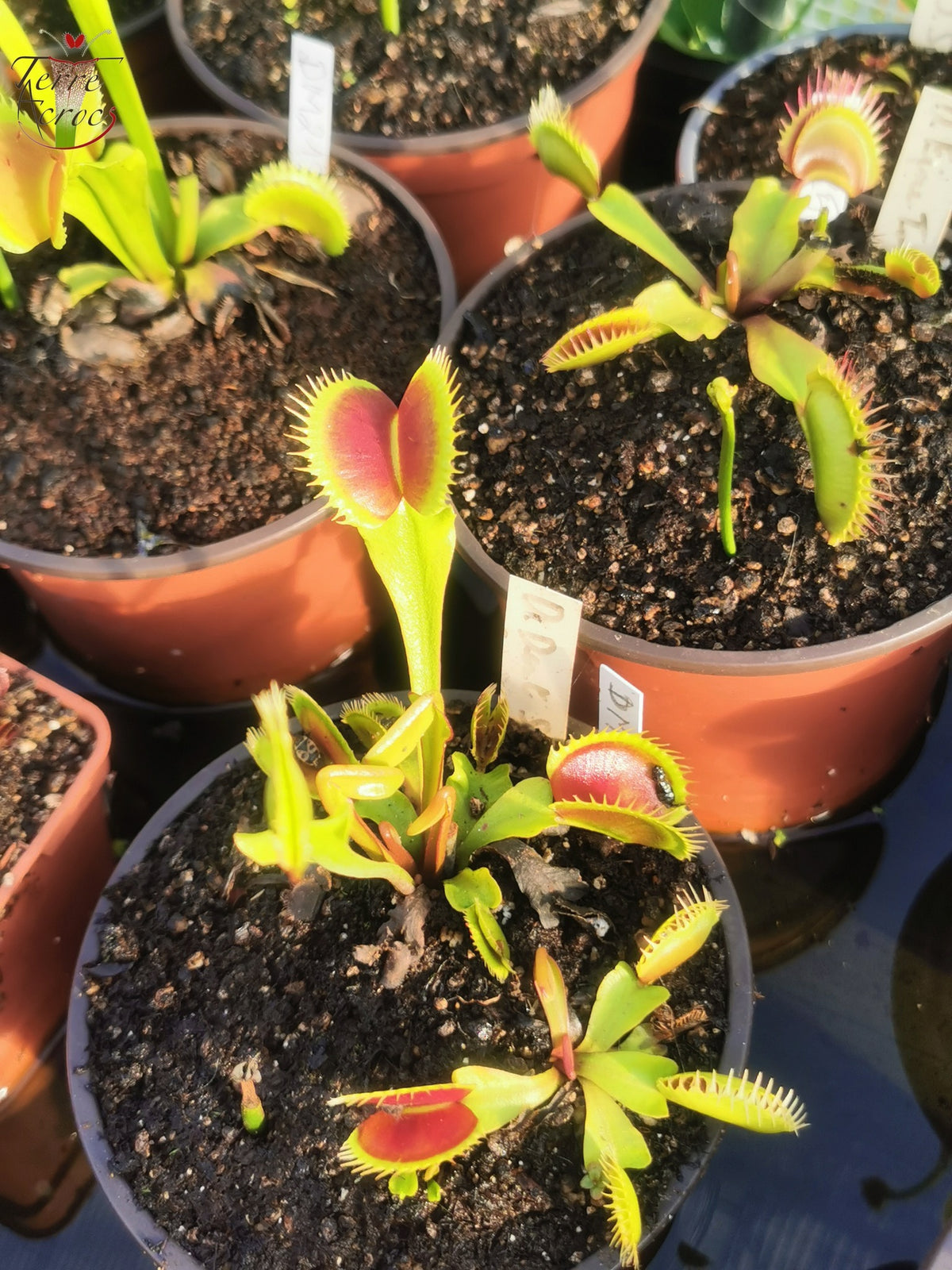 DM26 Dionaea muscipula – „Zahnstress“