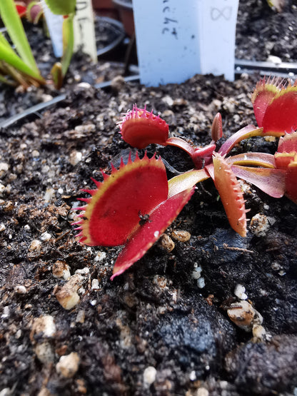 DM28 Dionaea muscipula -- "Couch Rooster"