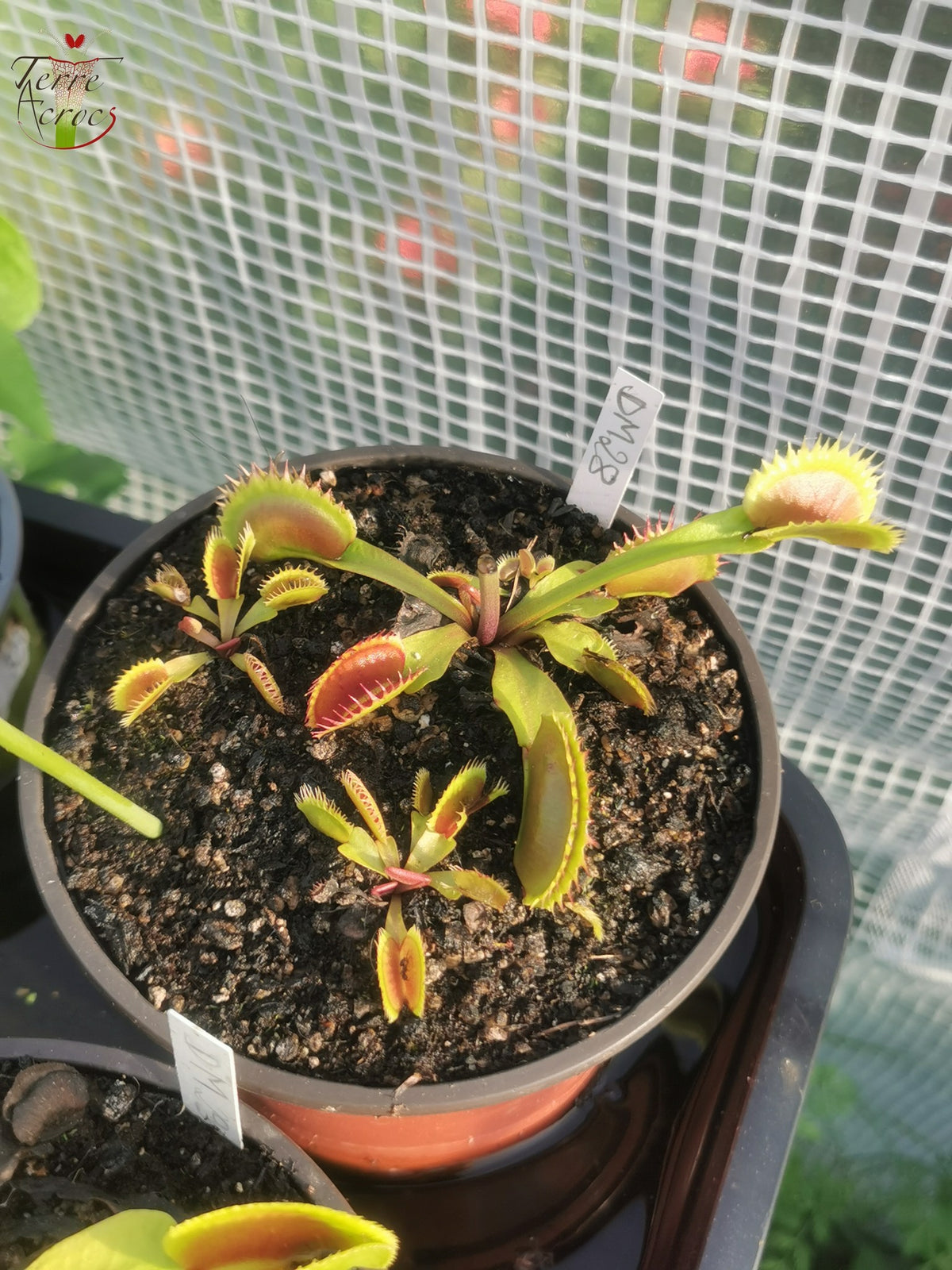 DM28 Dionaea muscipula -- "Couch Rooster"
