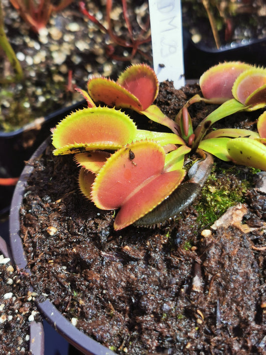 DM29 Dionaea muscipula -- Type microdents