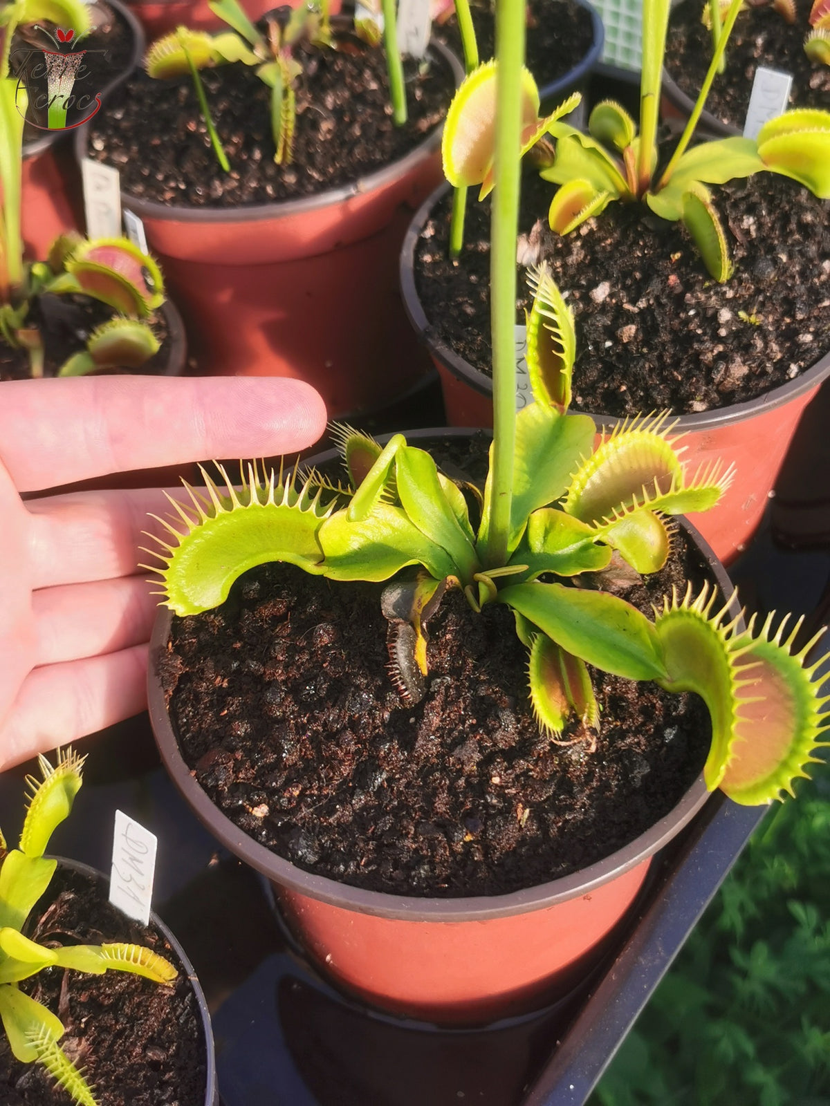 DM30 Dionaea muscipula -- "Antonov 225"