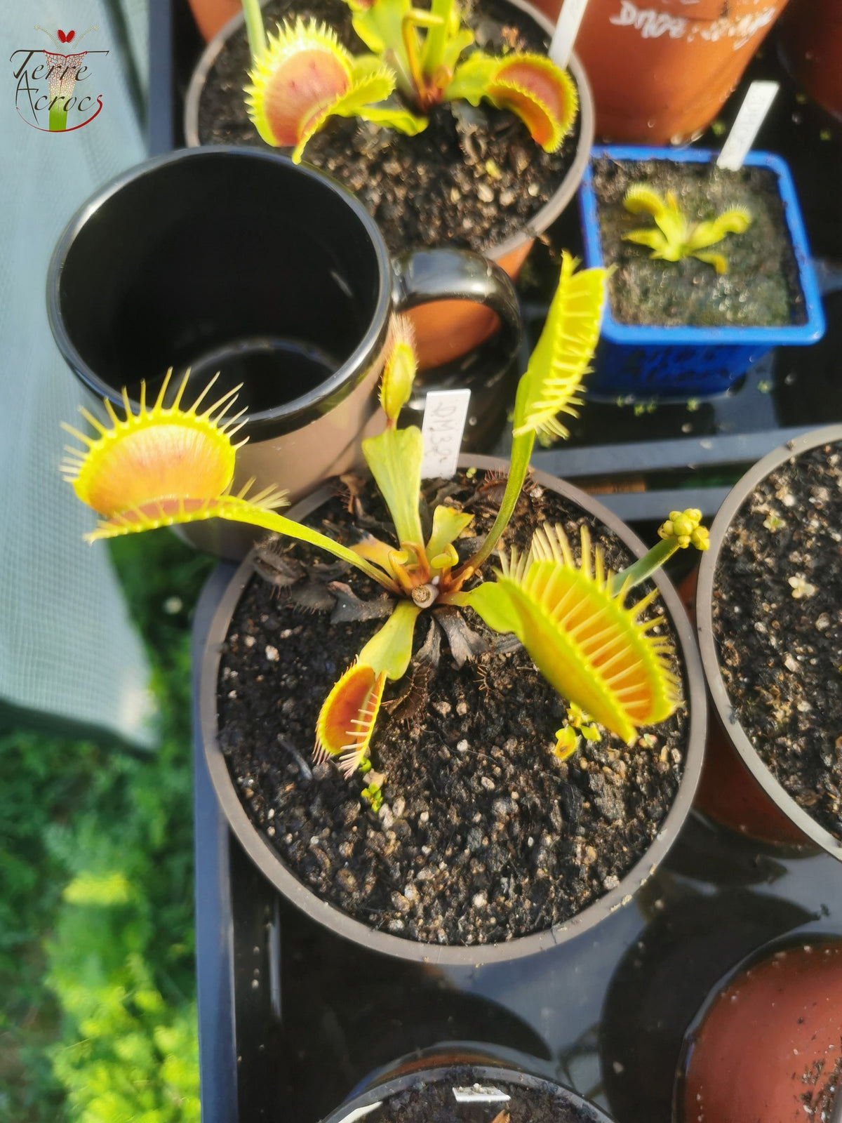 DM32 Dionaea muscipula -- "Black Beauty"
