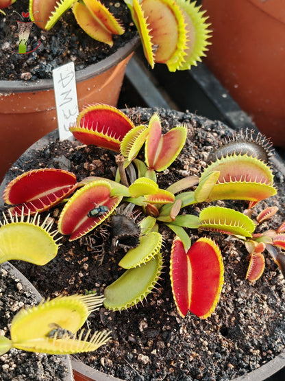 DM35 Dionaea muscipula -- "Sandokan"