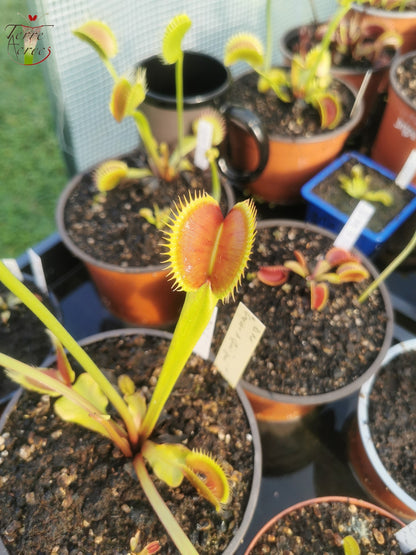 DM36 Dionaea muscipula – „Der Große in Guigui“