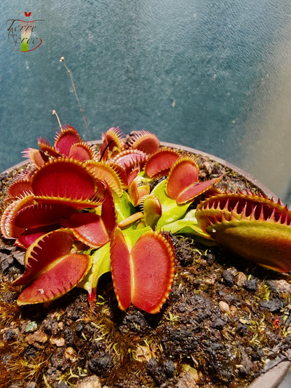 DM36 Dionaea muscipula – „Der Große in Guigui“