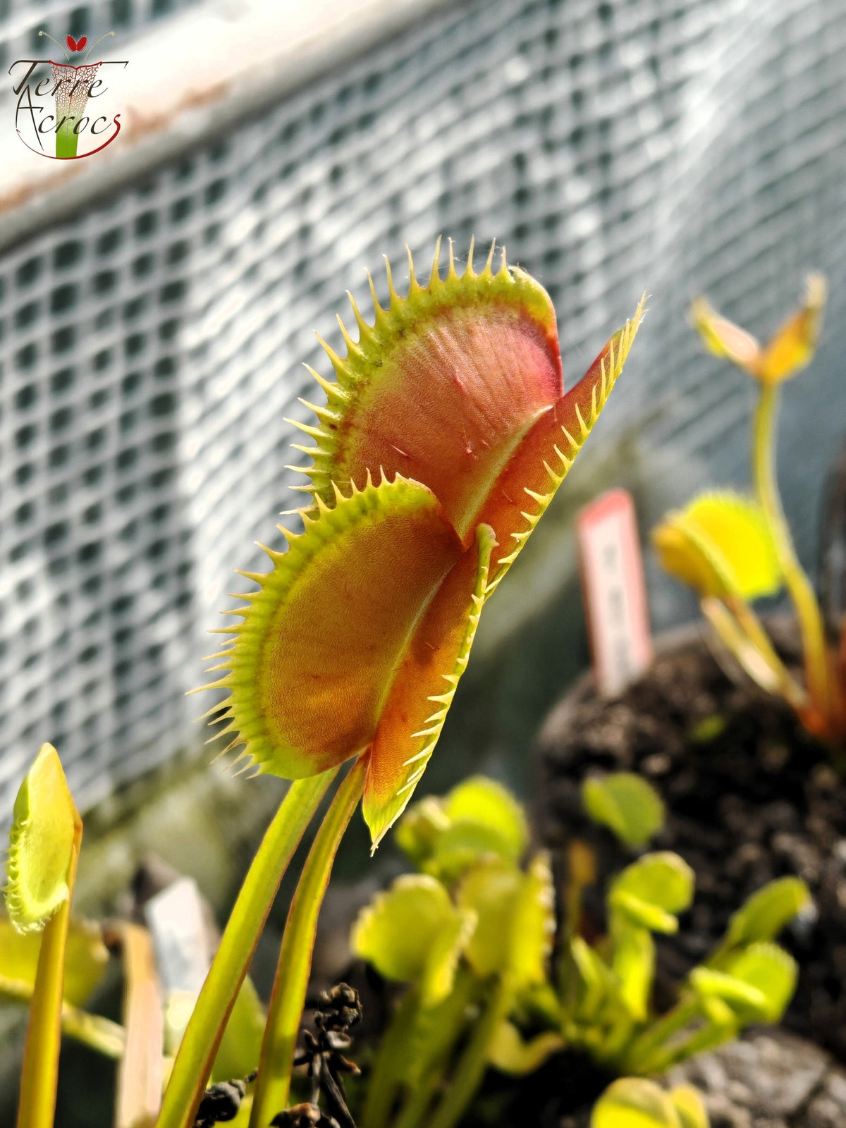 DM36 Dionaea muscipula – „Der Große in Guigui“