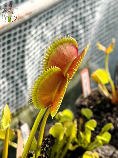 DM36 Dionaea muscipula – „Der Große in Guigui“