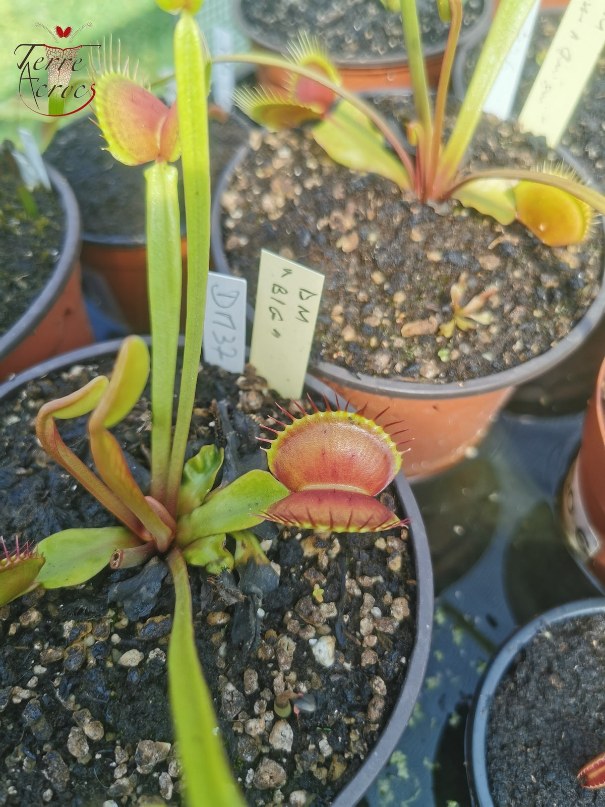 DM37 Dionaea muscipula -- “Big”