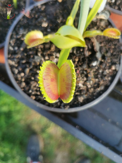 DM38 Dionaea muscipula – „GJ Nosferatu“