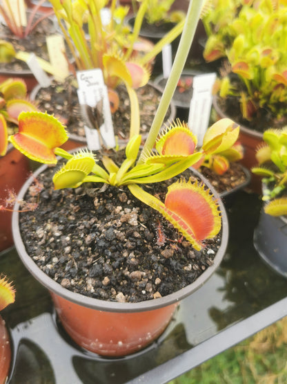 DM38 Dionaea muscipula – „GJ Nosferatu“