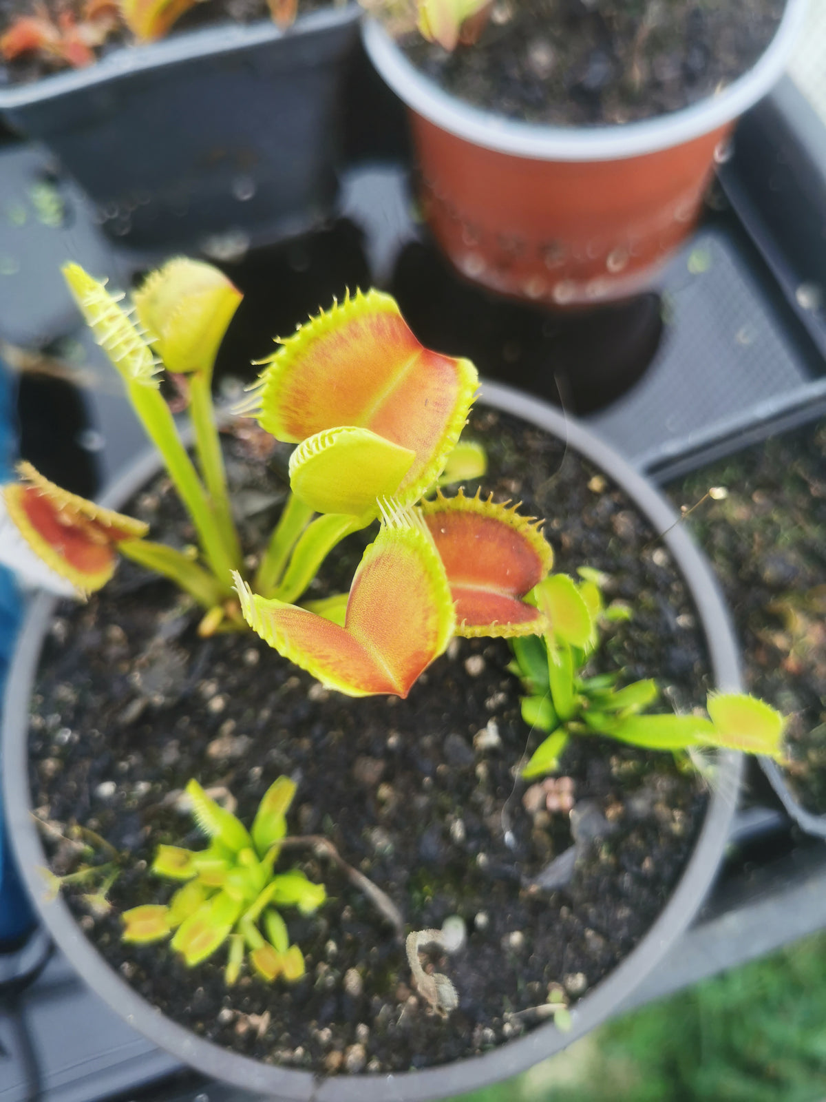 DM38 Dionaea muscipula – „GJ Nosferatu“