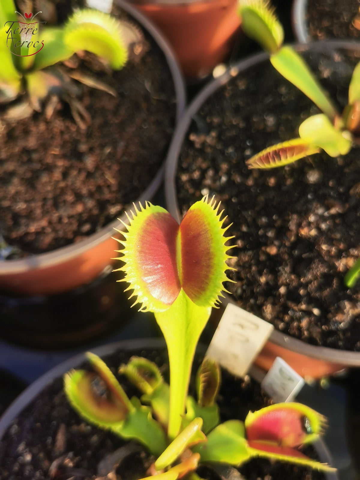 DM26 Dionaea muscipula – „Zahnstress“