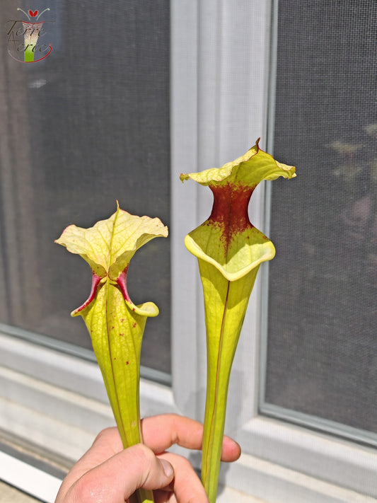 LB01 Sarracenia hybride unique