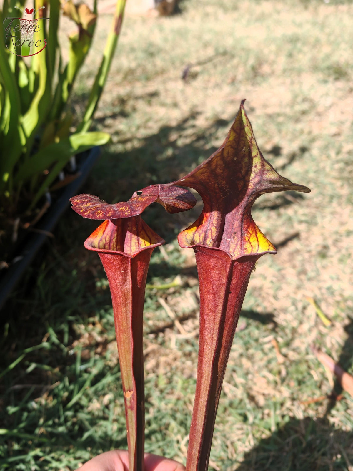 LB08-03 Unique hybrid Sarracenia