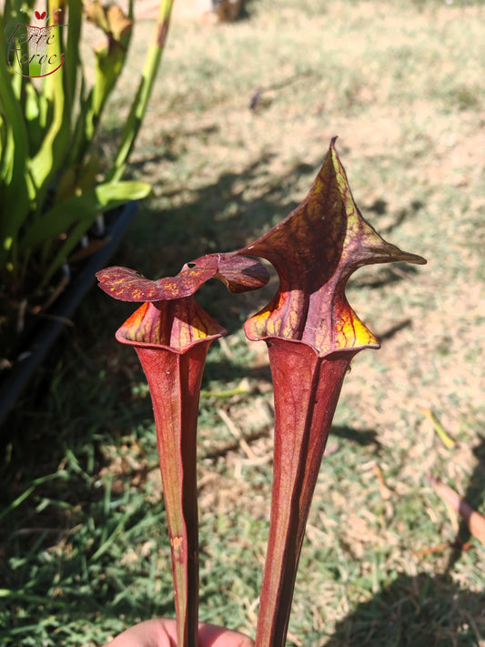 LB08-03 Einzigartige Hybrid-Sarracenia
