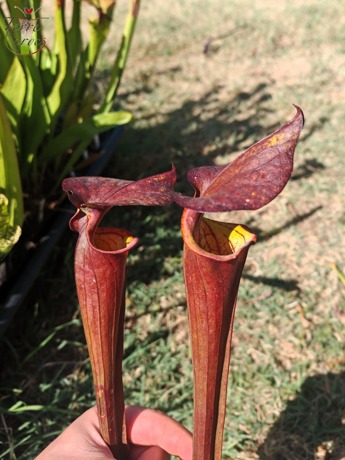 LB08-03 Unique hybrid Sarracenia