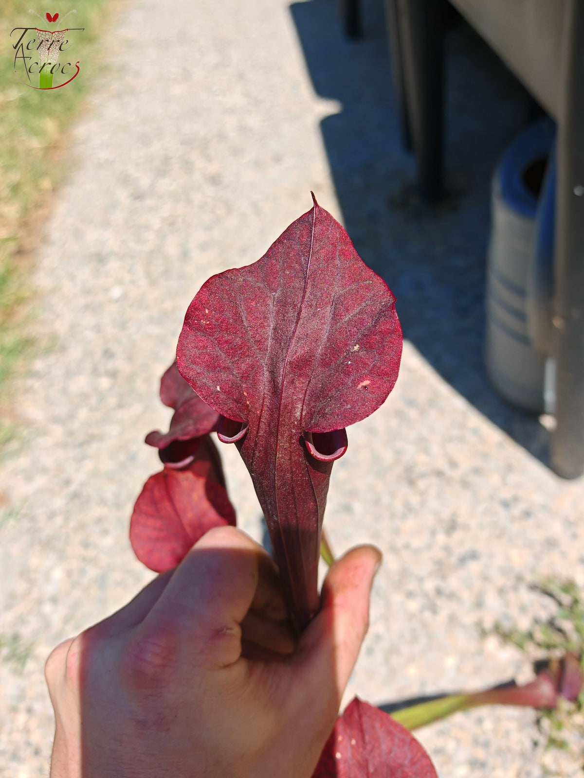LB08 Einzigartige Hybrid-Sarracenia