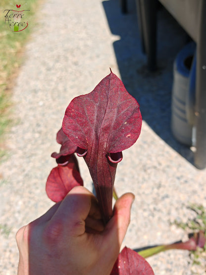 LB08 Einzigartige Hybrid-Sarracenia