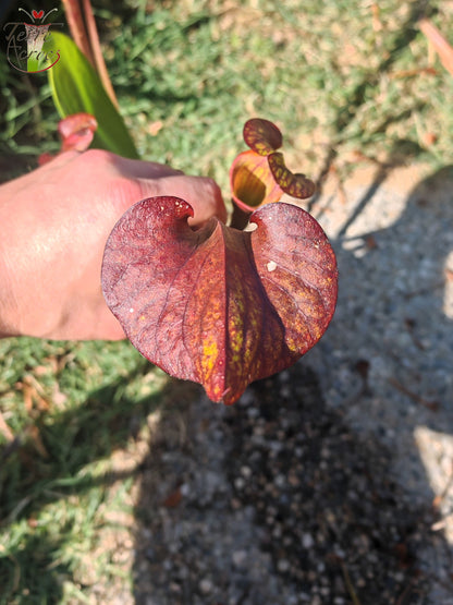 LB08-03 Unique hybrid Sarracenia