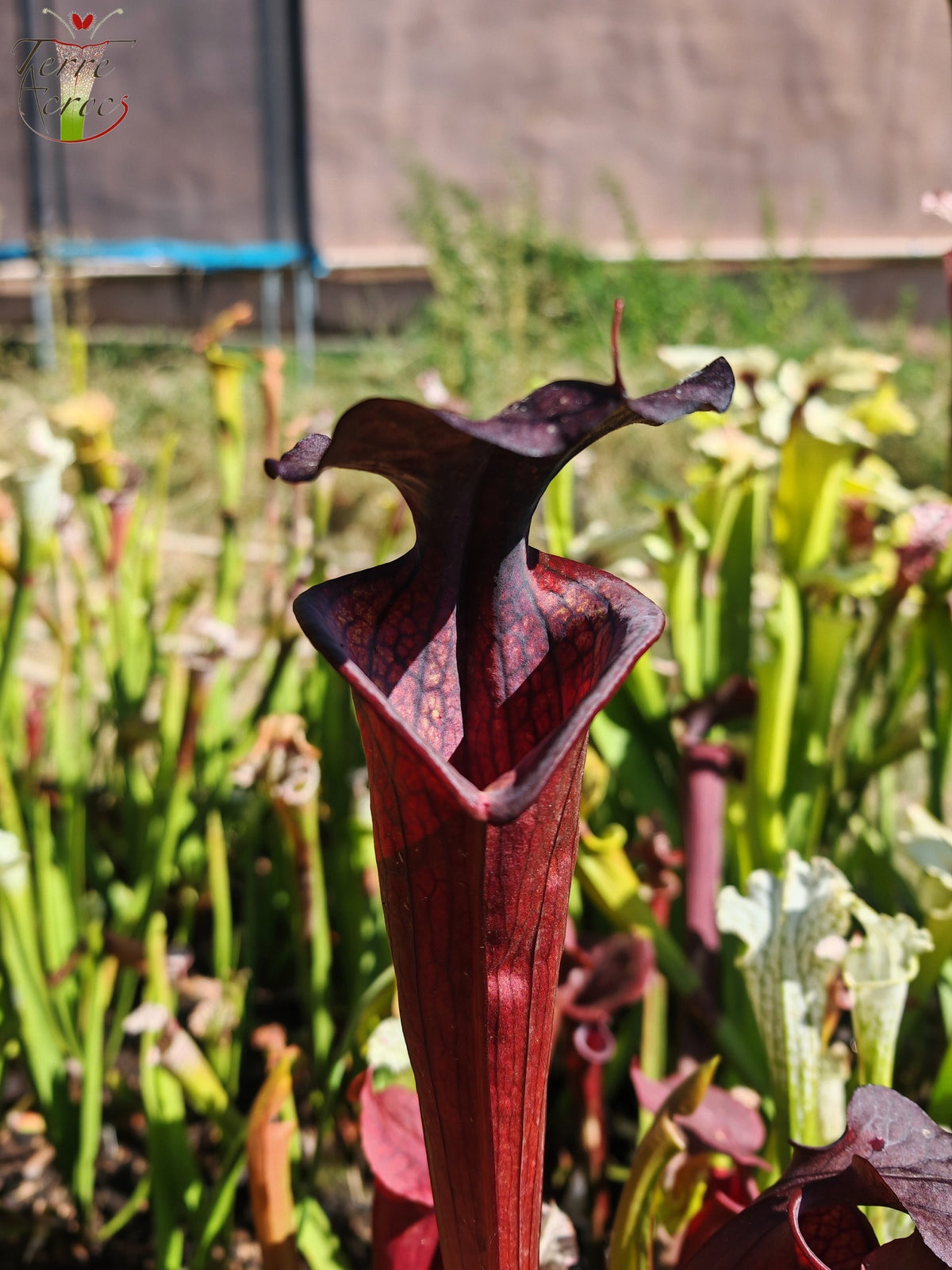 LB09 Einzigartige Hybrid-Sarracenia