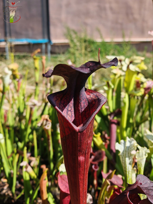 LB09 Einzigartige Hybrid-Sarracenia