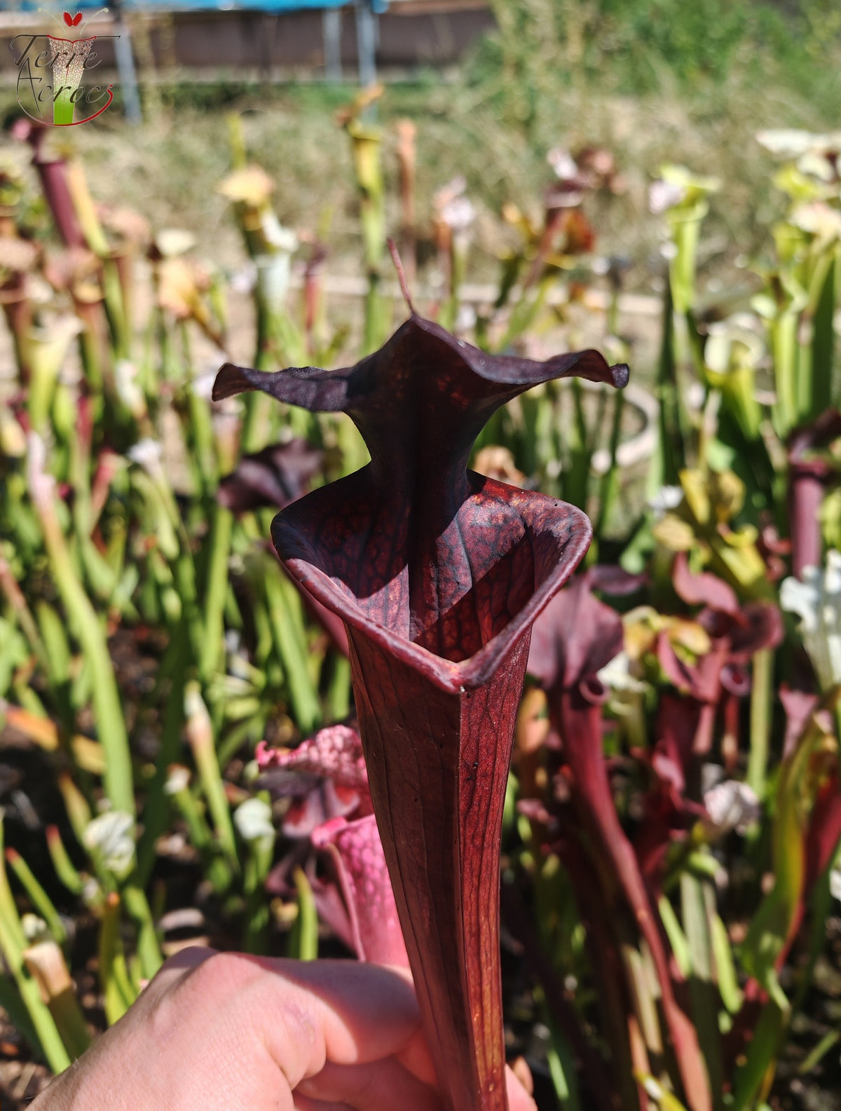 LB09 Einzigartige Hybrid-Sarracenia