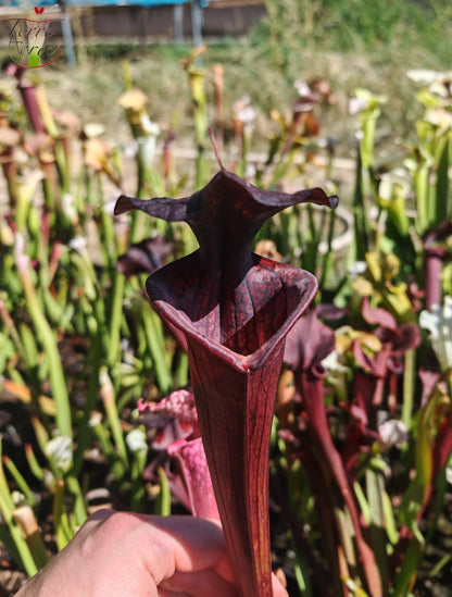 LB09 Einzigartige Hybrid-Sarracenia