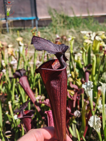 LB09 Einzigartige Hybrid-Sarracenia