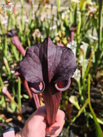 LB09 Einzigartige Hybrid-Sarracenia