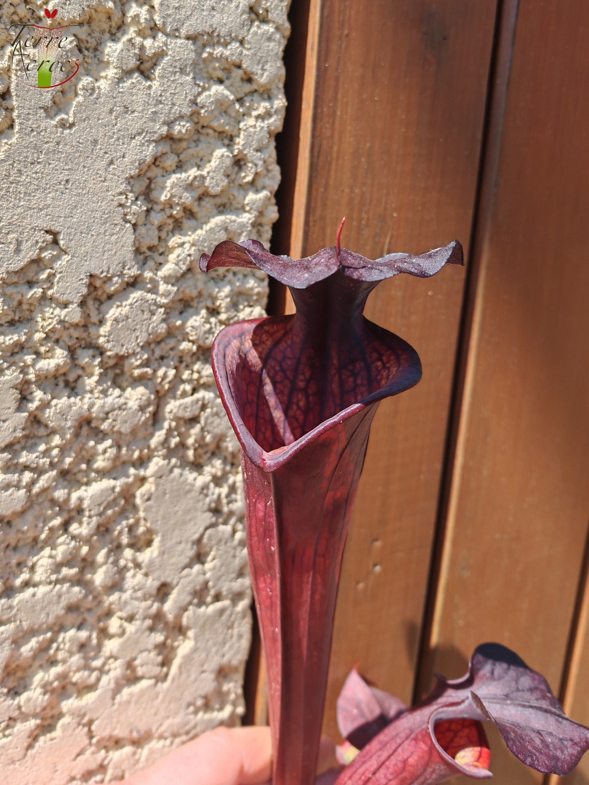 LB09 Einzigartige Hybrid-Sarracenia