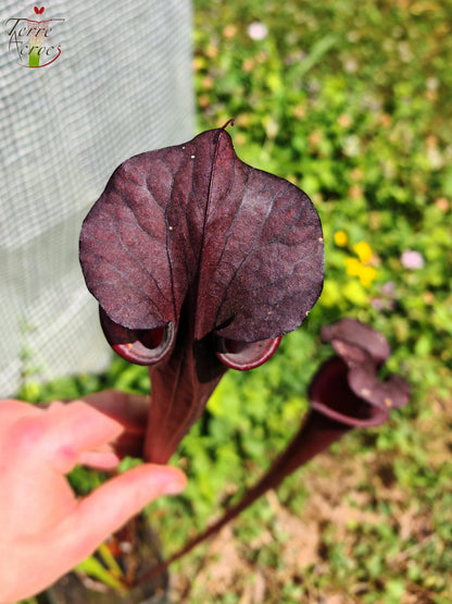 LB09 Einzigartige Hybrid-Sarracenia