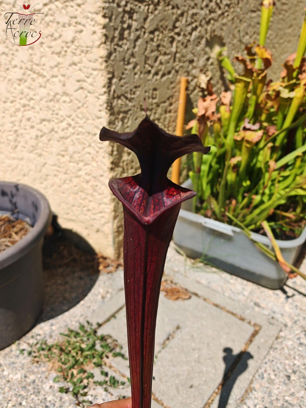 LB09 Einzigartige Hybrid-Sarracenia