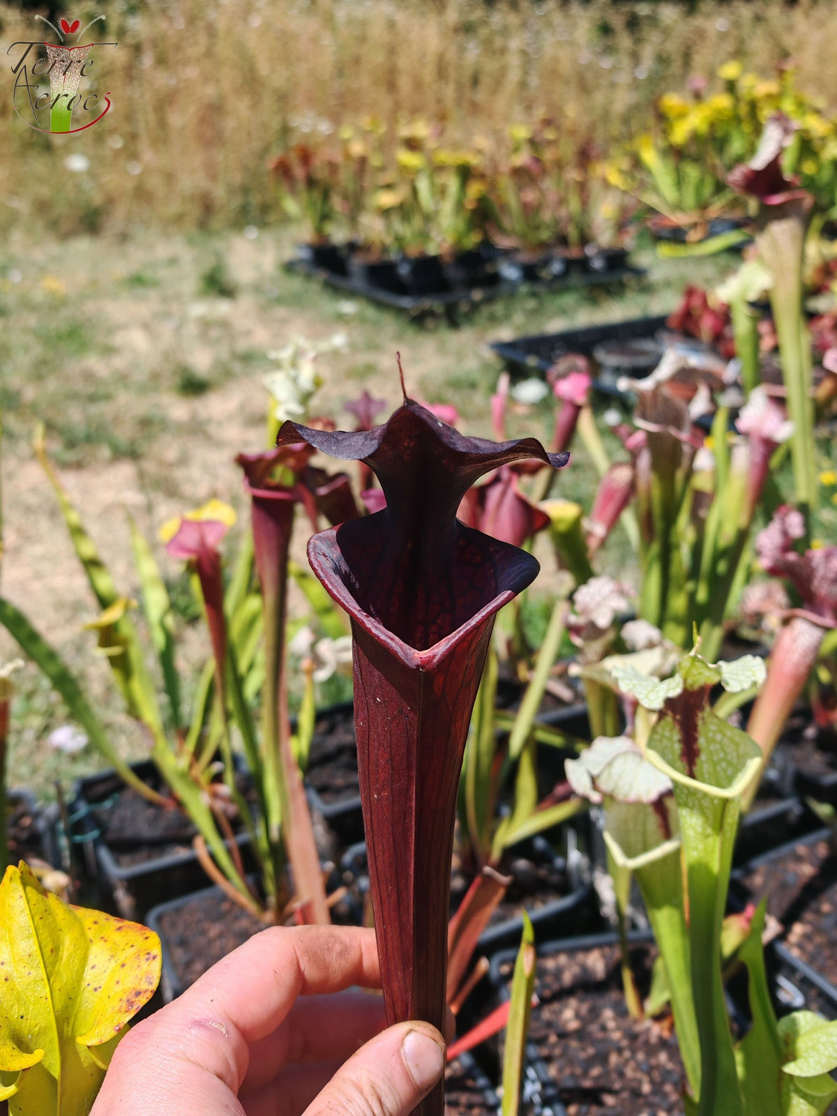 LB09 Einzigartige Hybrid-Sarracenia