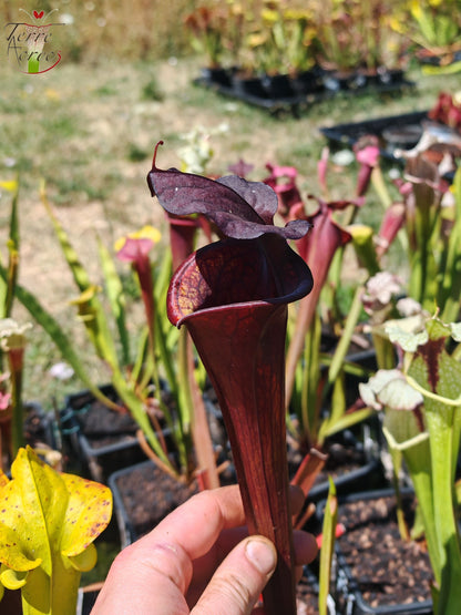LB09 Einzigartige Hybrid-Sarracenia
