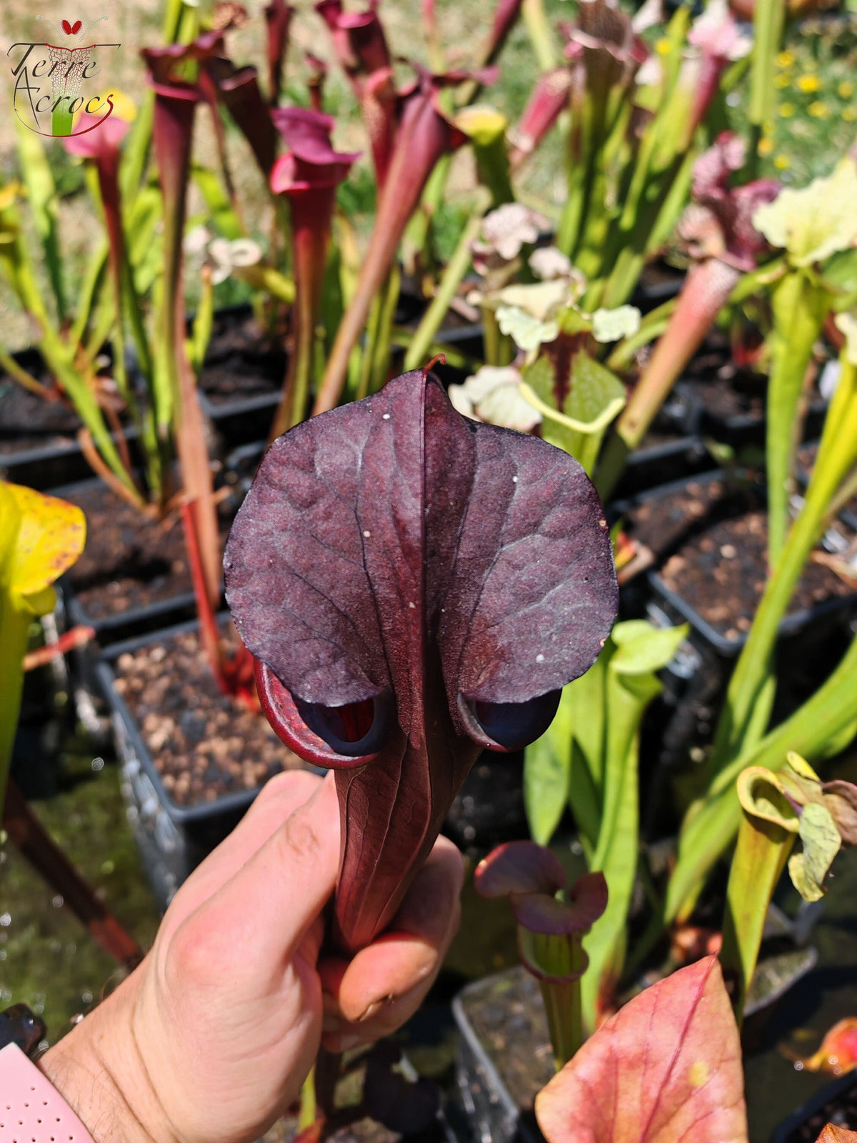 LB09 Einzigartige Hybrid-Sarracenia