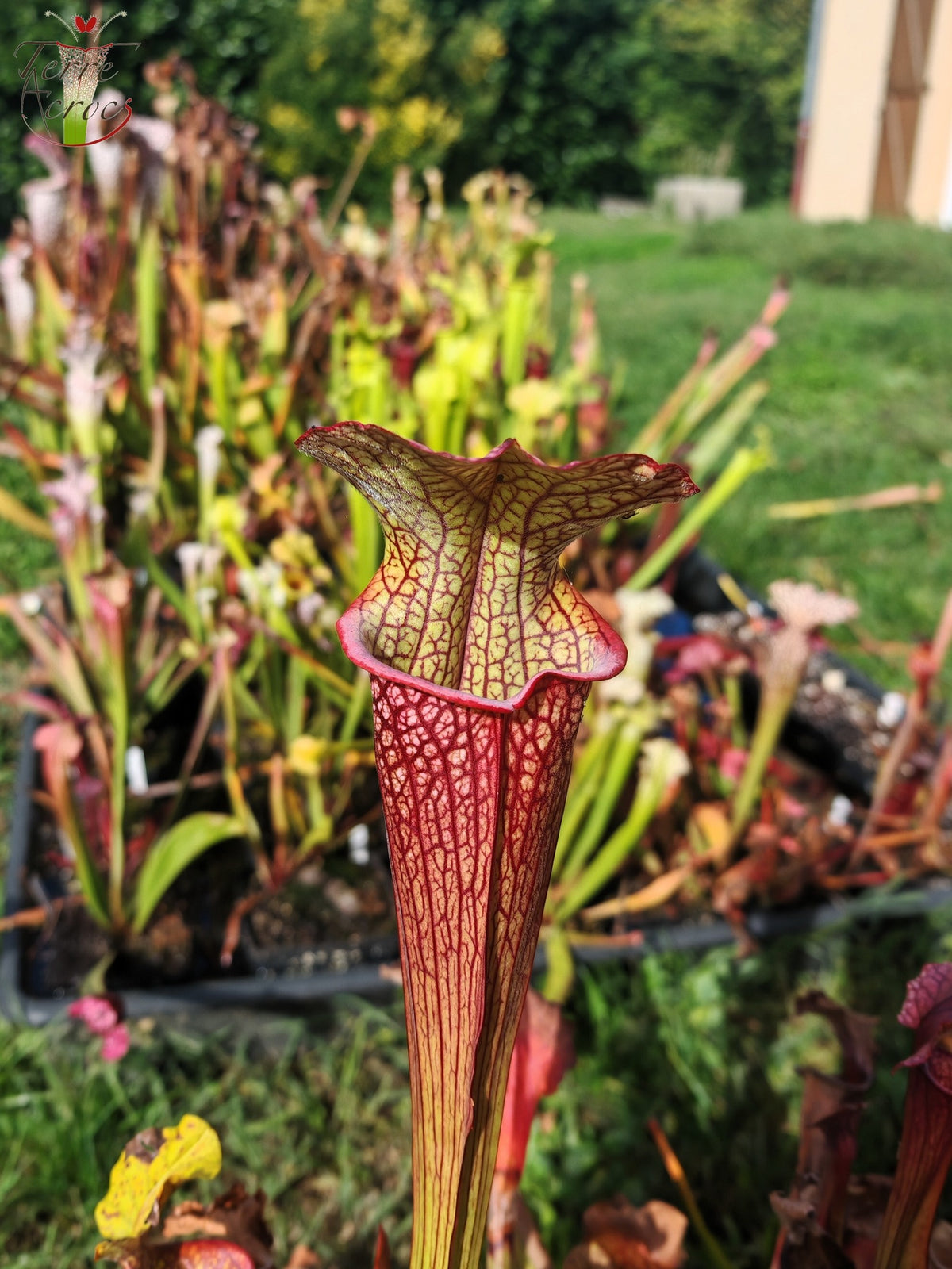 LBOB03 Unique hybrid Sarracenia