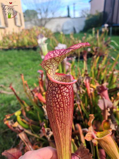 LBOB03 Unique hybrid Sarracenia