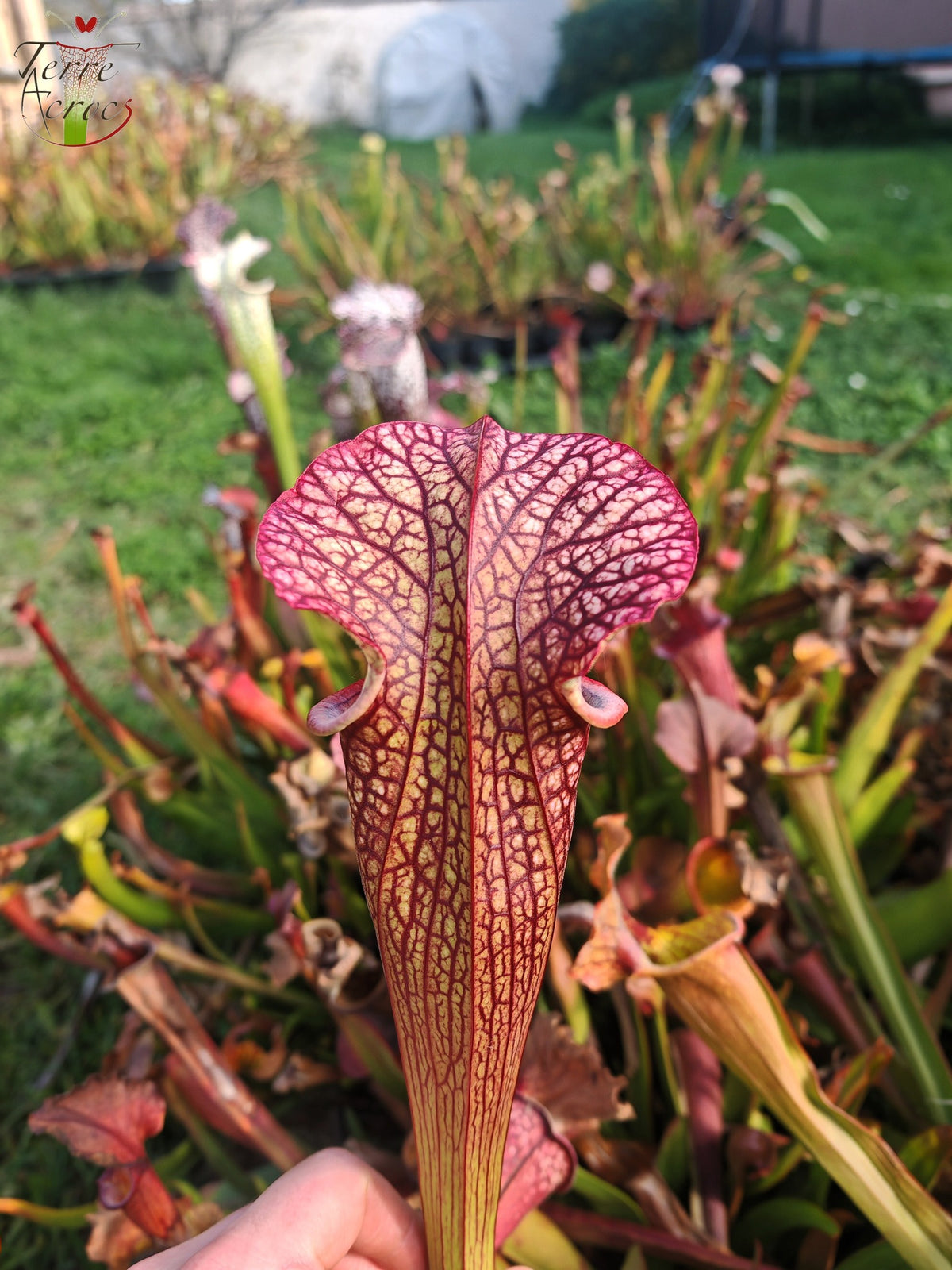LBOB03 Unique hybrid Sarracenia