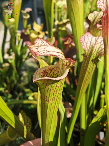 LBOB04 Einzigartige Hybrid-Sarracenia
