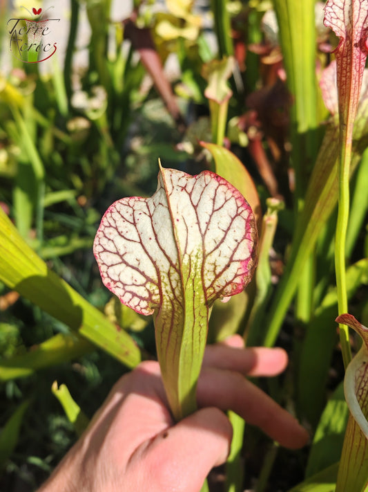 LBOB04 Einzigartige Hybrid-Sarracenia