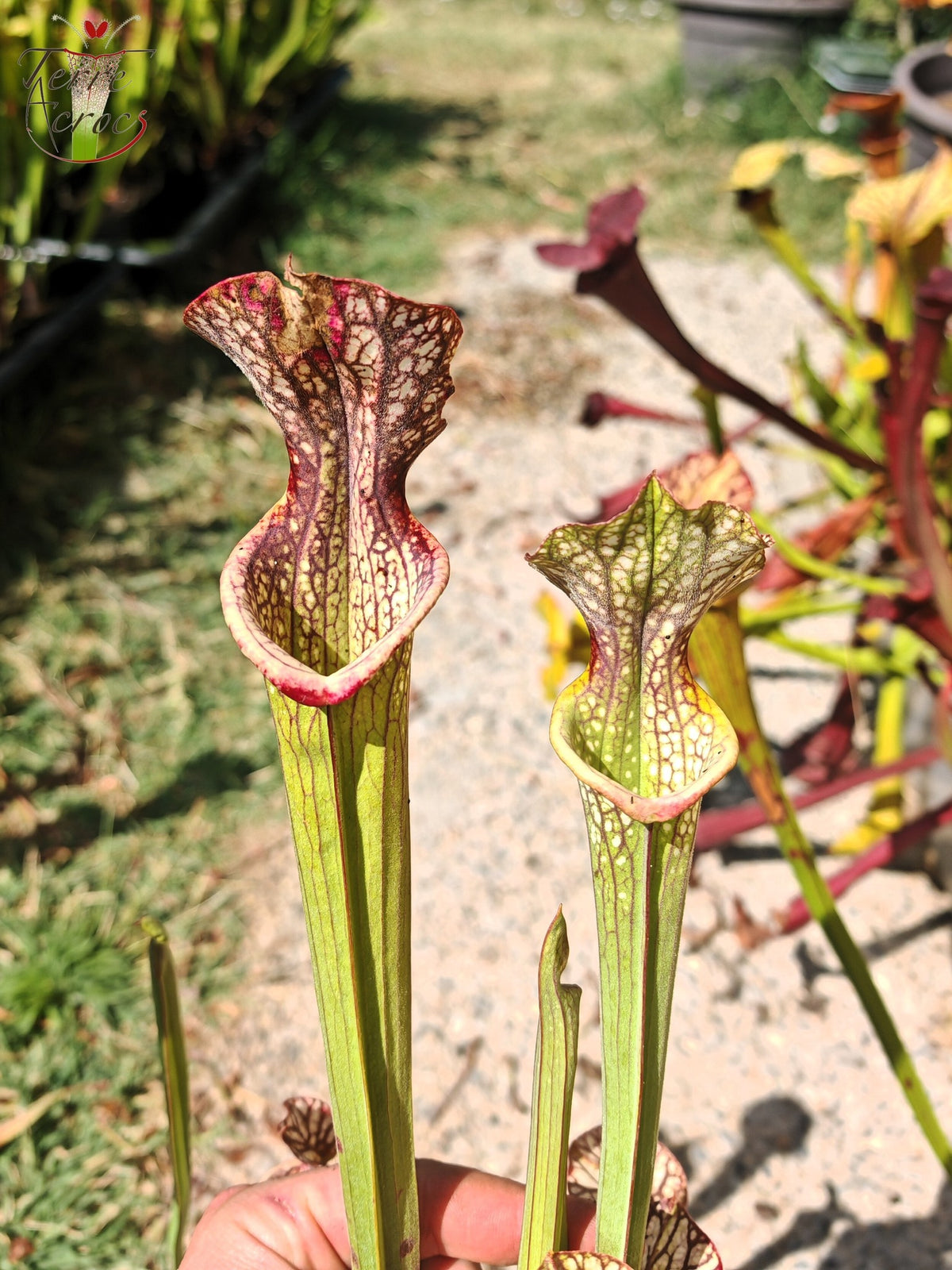 LBOB06 Unique hybrid Sarracenia