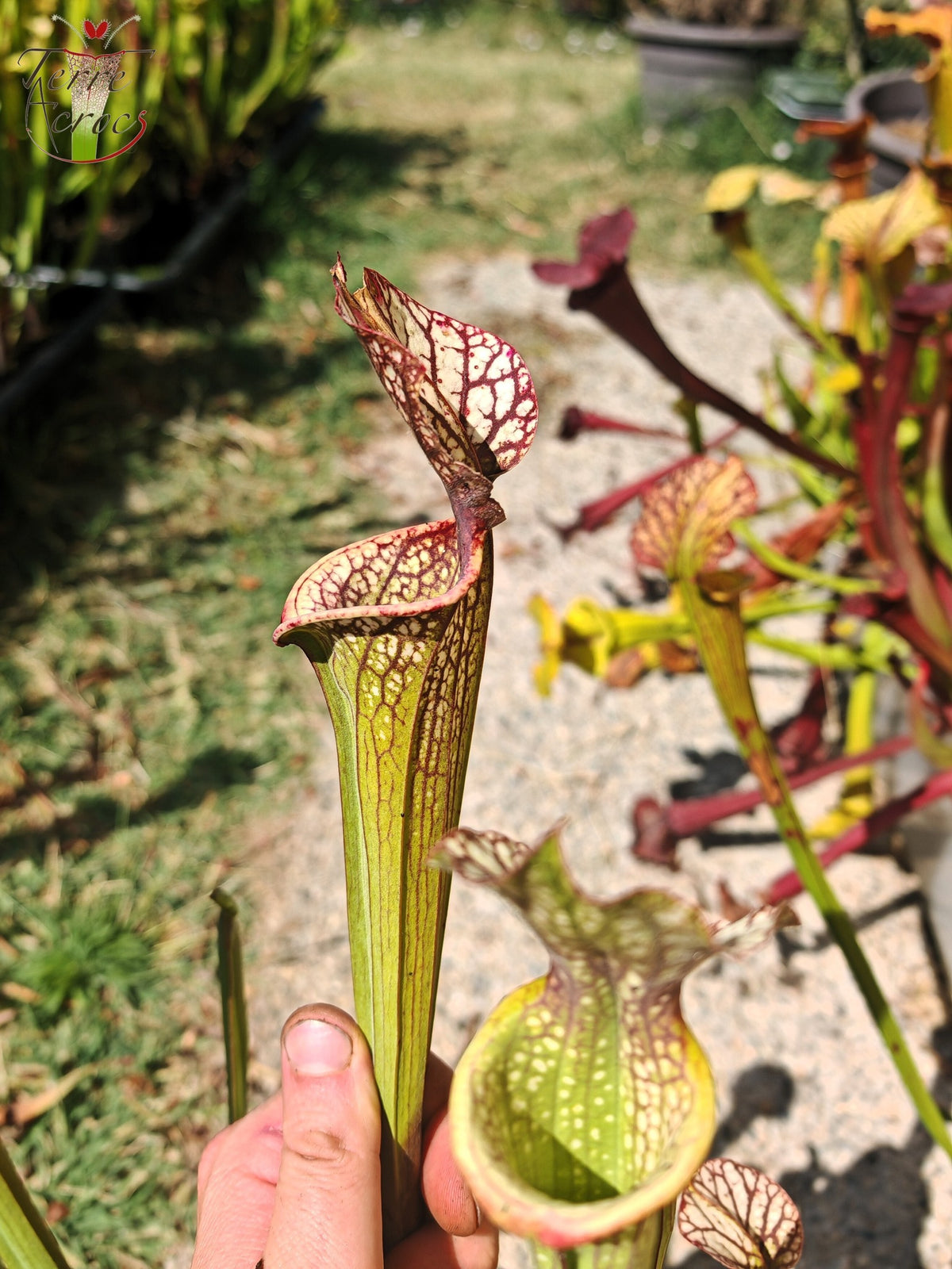 LBOB06 Unique hybrid Sarracenia
