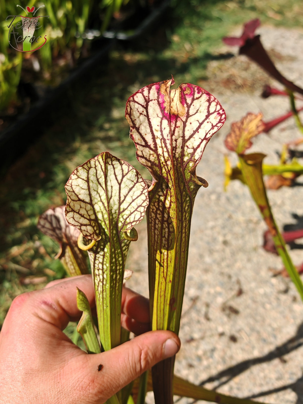LBOB06 Unique hybrid Sarracenia
