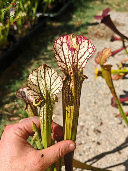 LBOB06 Unique hybrid Sarracenia
