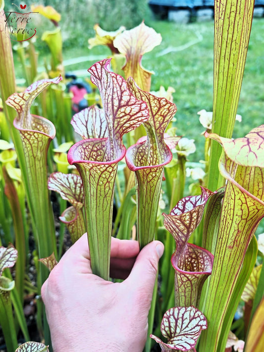 LBOB06 Sarracenia hybride unique