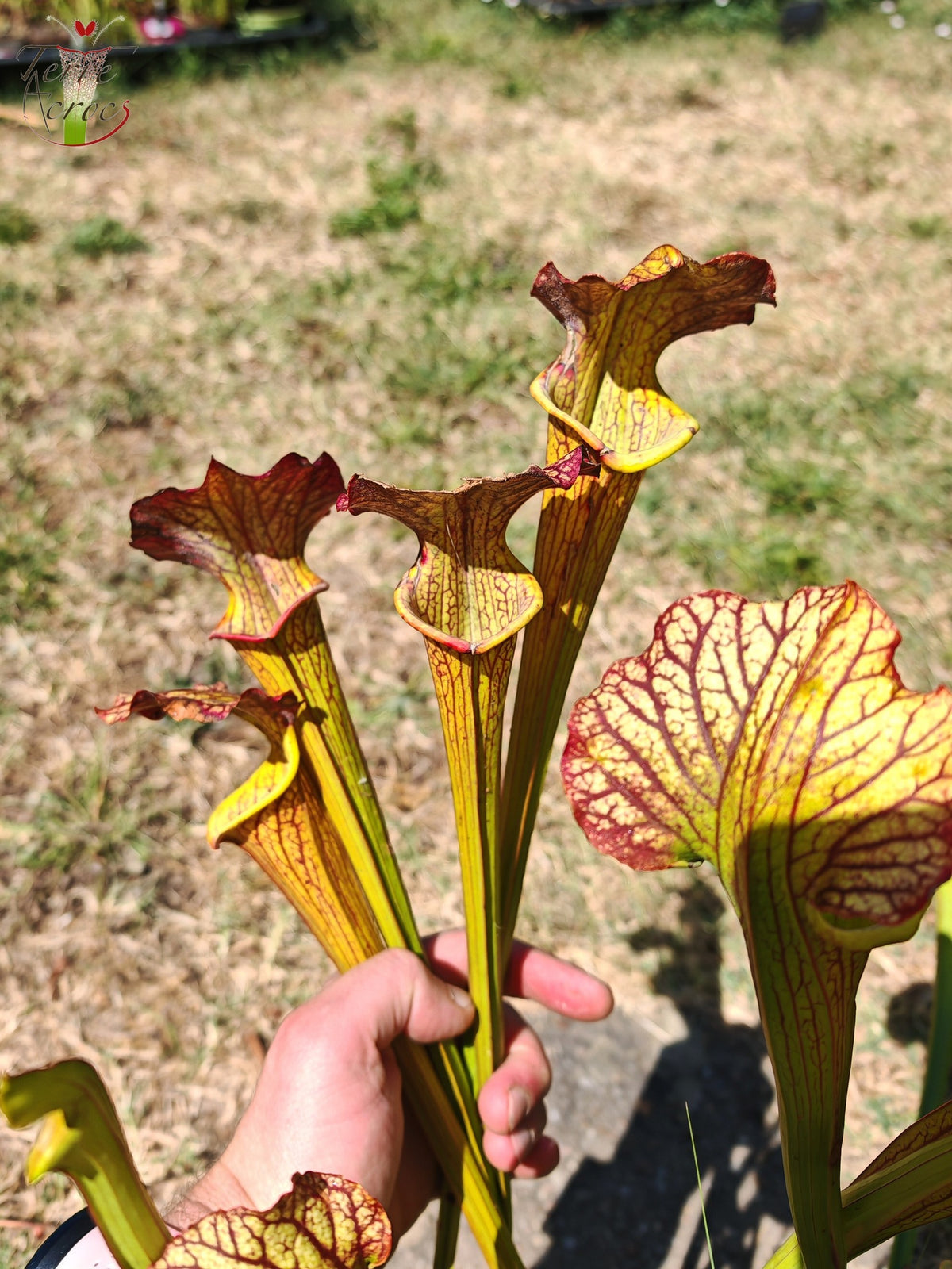 LBOB07 Unique hybrid Sarracenia