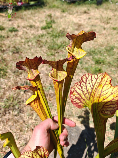 LBOB07 Unique hybrid Sarracenia