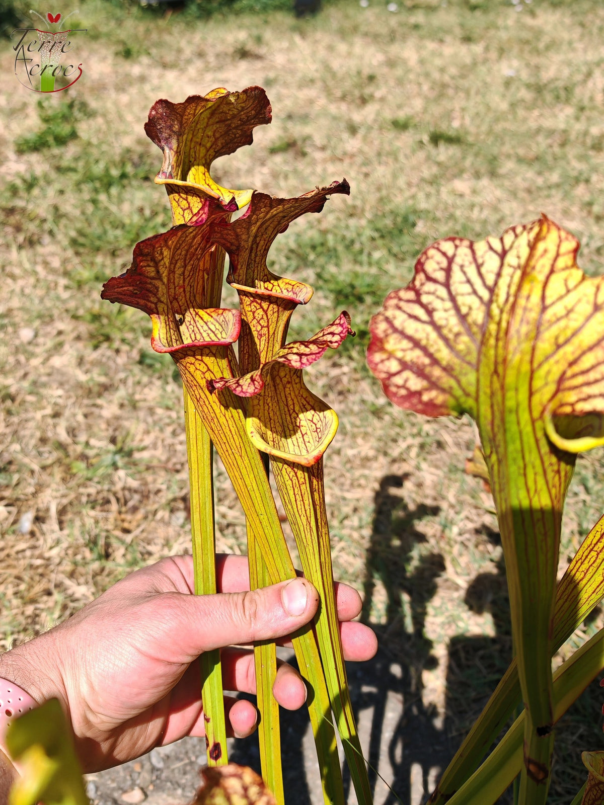 LBOB07 Unique hybrid Sarracenia